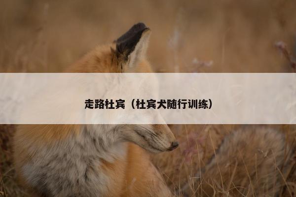 走路杜宾(杜宾犬随行训练)