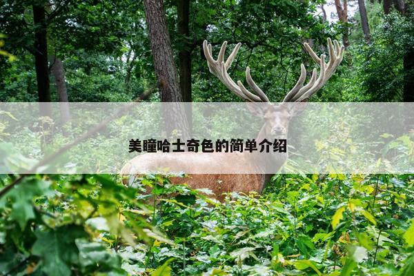 美瞳哈士奇色的简单介绍