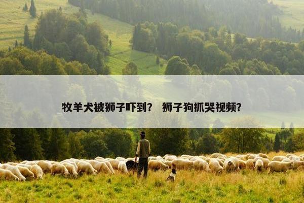 牧羊犬被狮子吓到? 狮子狗抓哭视频?