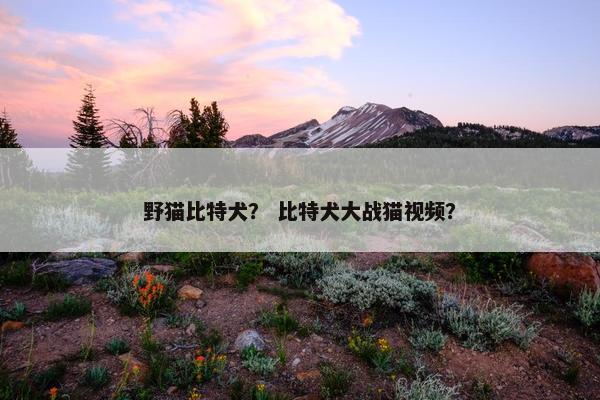 野猫比特犬? 比特犬大战猫视频?