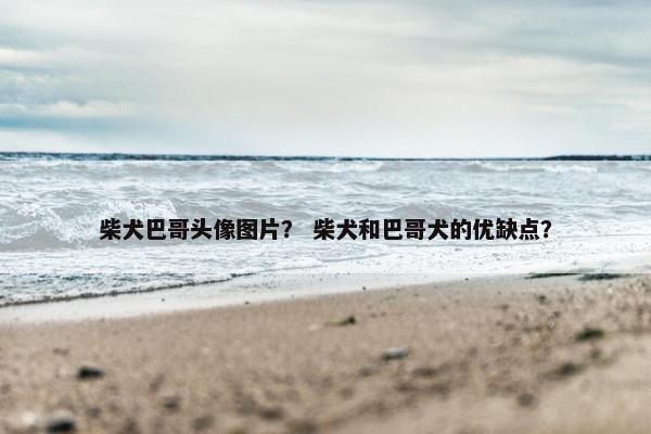 柴犬巴哥头像图片? 柴犬和巴哥犬的优缺点?