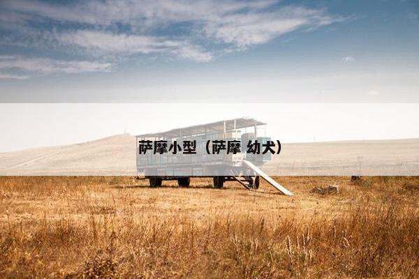 萨摩小型(萨摩 幼犬)