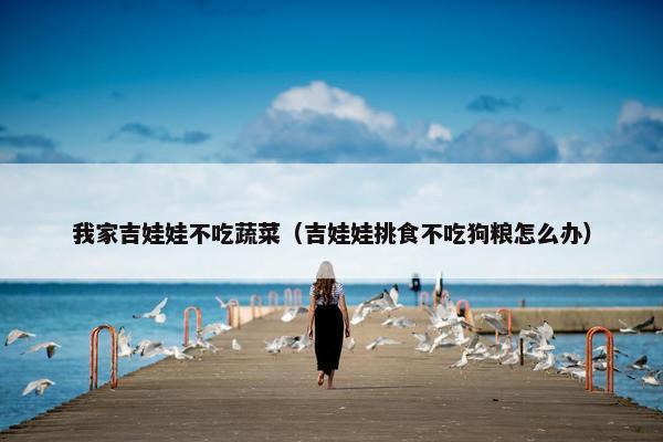 我家吉娃娃不吃蔬菜(吉娃娃挑食不吃狗粮怎么办)