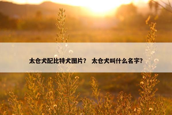 太仓犬配比特犬图片? 太仓犬叫什么名字?