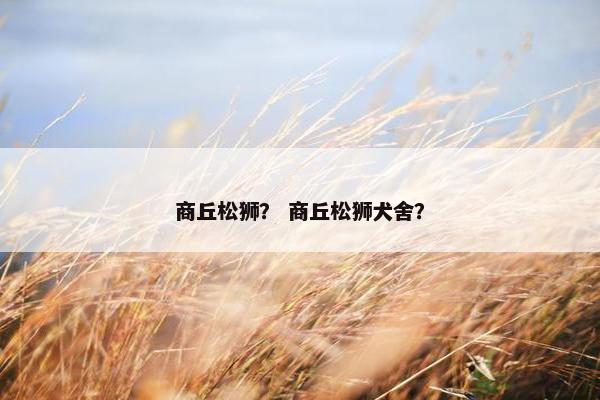 商丘松狮？ 商丘松狮犬舍？