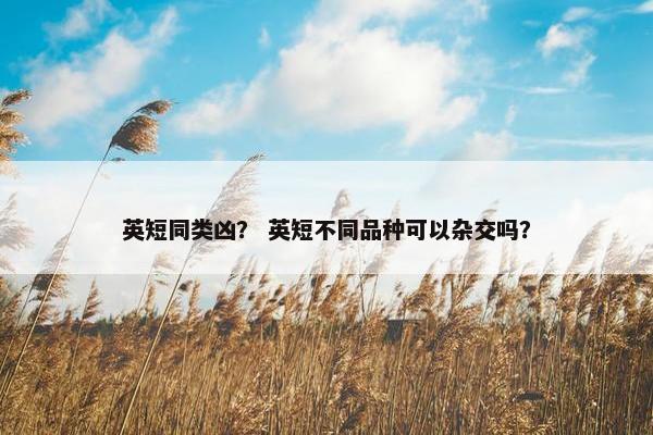 英短同类凶? 英短不同品种可以杂交吗?