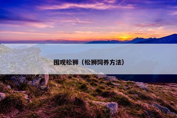 围观松狮(松狮饲养方法)