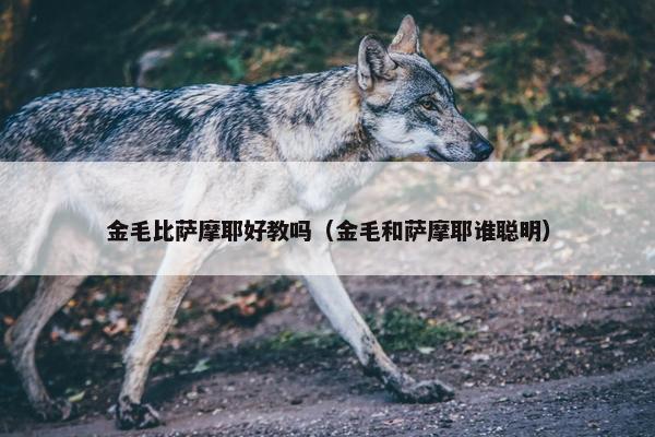 金毛比萨摩耶好教吗(金毛和萨摩耶谁聪明)