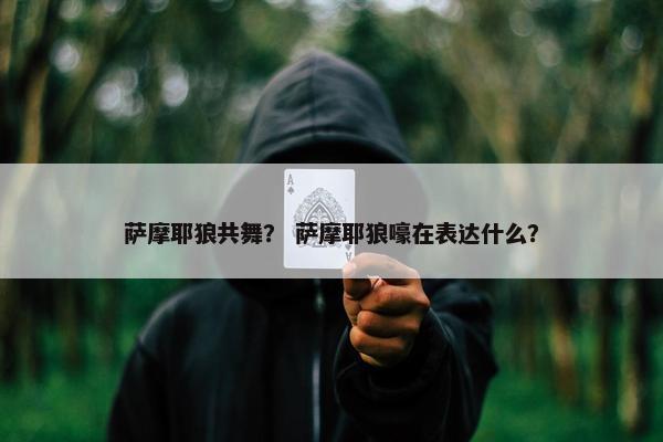 萨摩耶狼共舞? 萨摩耶狼嚎在表达什么?