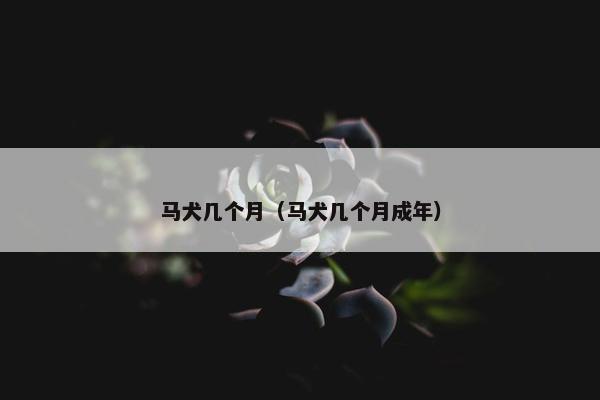 马犬几个月(马犬几个月成年)