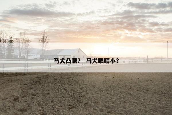 马犬凸眼? 马犬眼睛小?