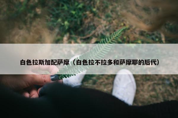 白色拉斯加配萨摩(白色拉不拉多和萨摩耶的后代)