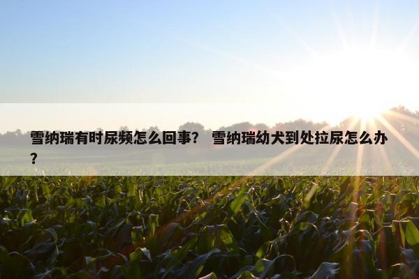 雪纳瑞有时尿频怎么回事? 雪纳瑞幼犬到处拉尿怎么办?