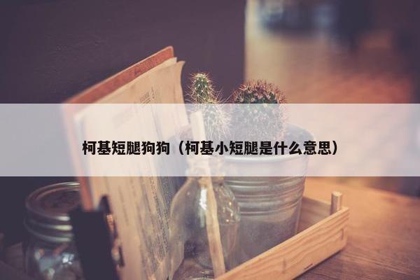 柯基短腿狗狗(柯基小短腿是什么意思)