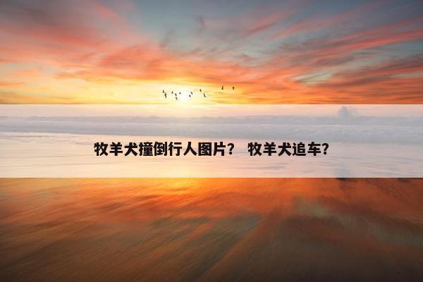 牧羊犬撞倒行人图片? 牧羊犬追车?