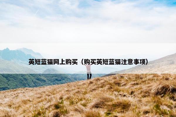 英短蓝猫网上购买(购买英短蓝猫注意事项)