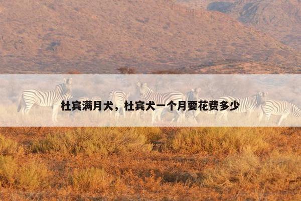 杜宾满月犬,杜宾犬一个月要花费多少