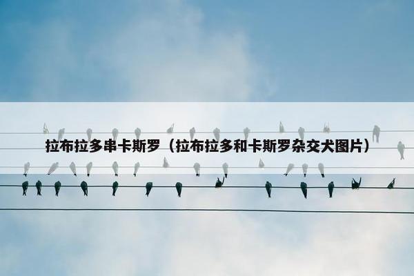 拉布拉多串卡斯罗(拉布拉多和卡斯罗杂交犬图片)