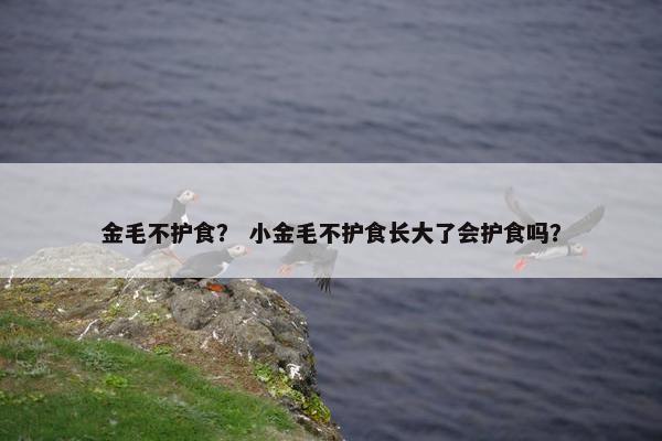 金毛不护食? 小金毛不护食长大了会护食吗?