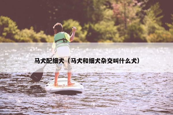 马犬配细犬(马犬和细犬杂交叫什么犬)