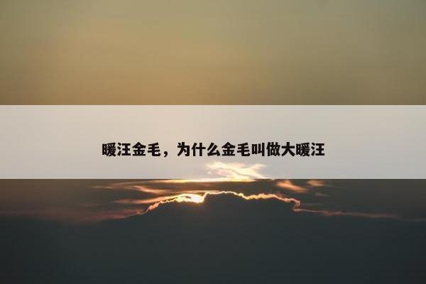 暖汪金毛,为什么金毛叫做大暖汪