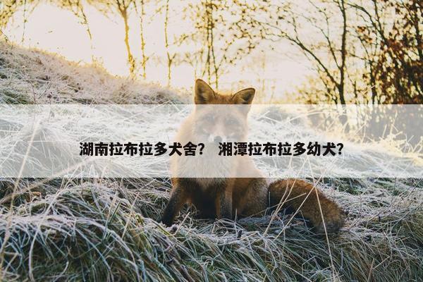 湖南拉布拉多犬舍? 湘潭拉布拉多幼犬?