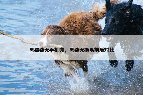 黑猫柴犬手机壳,黑柴犬换毛前后对比