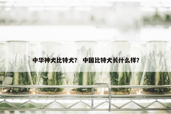 中华神犬比特犬? 中国比特犬长什么样?