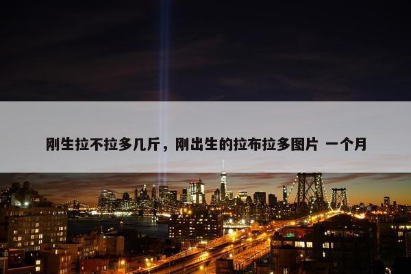 刚生拉不拉多几斤,刚出生的拉布拉多图片 一个月