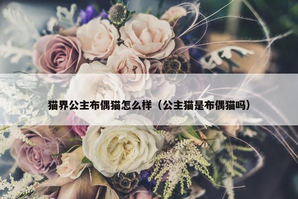 猫界公主布偶猫怎么样(公主猫是布偶猫吗)