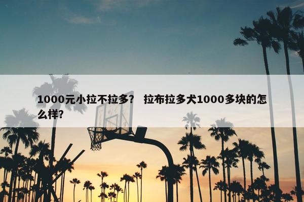 1000元小拉不拉多? 拉布拉多犬1000多块的怎么样?