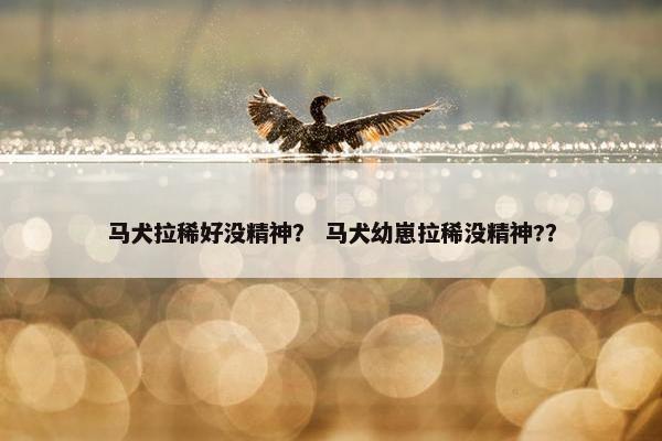 马犬拉稀好没精神? 马犬幼崽拉稀没精神??