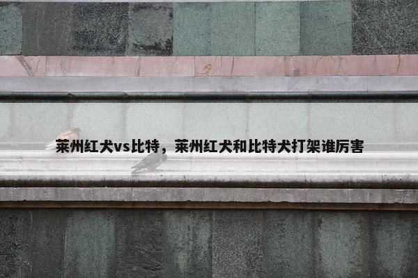 莱州红犬vs比特,莱州红犬和比特犬打架谁厉害