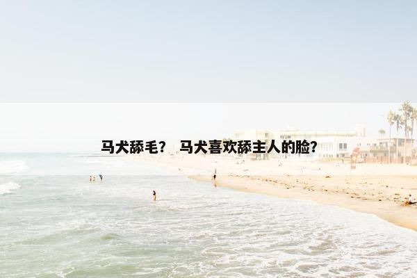 马犬舔毛? 马犬喜欢舔主人的脸?