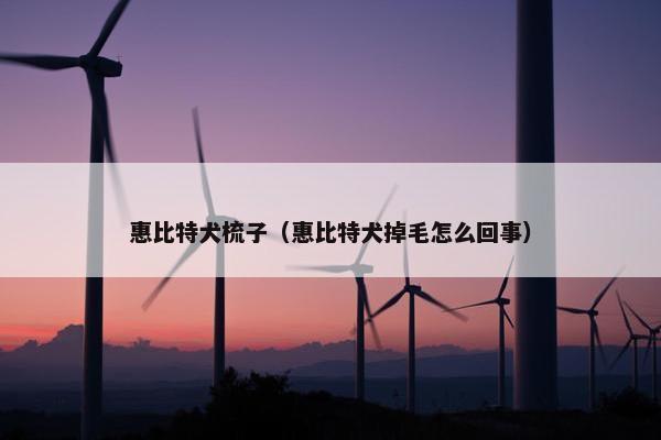 惠比特犬梳子(惠比特犬掉毛怎么回事)