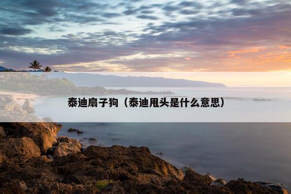 泰迪扇子狗(泰迪甩头是什么意思)