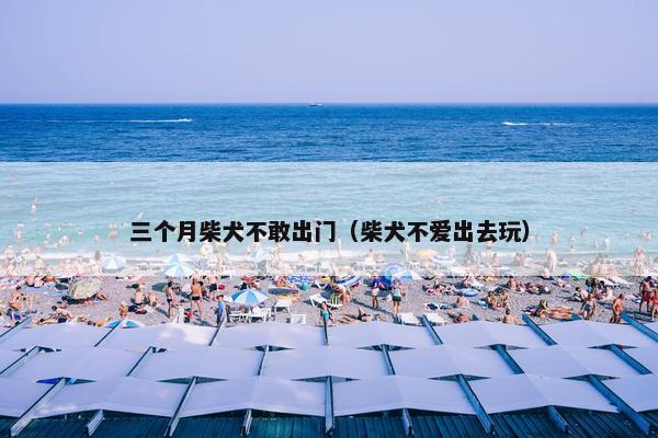 三个月柴犬不敢出门(柴犬不爱出去玩)