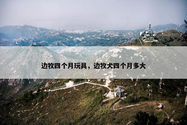 边牧四个月玩具,边牧犬四个月多大