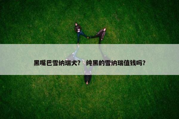 黑嘴巴雪纳瑞犬? 纯黑的雪纳瑞值钱吗?