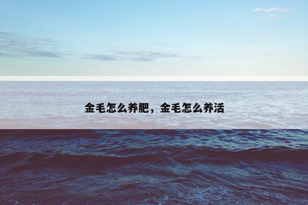 金毛怎么养肥,金毛怎么养活