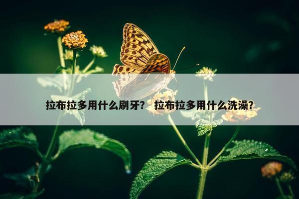 拉布拉多用什么刷牙? 拉布拉多用什么洗澡?