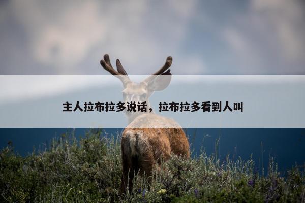 主人拉布拉多说话,拉布拉多看到人叫