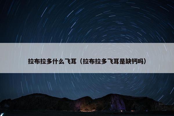 拉布拉多什么飞耳(拉布拉多飞耳是缺钙吗)