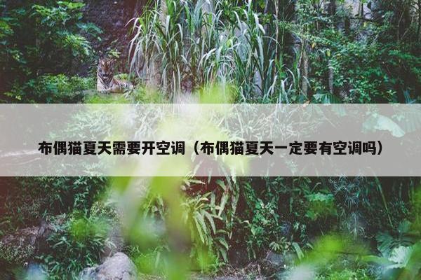 布偶猫夏天需要开空调(布偶猫夏天一定要有空调吗)