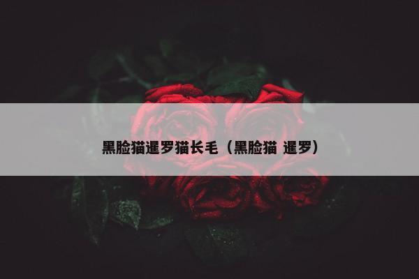 黑脸猫暹罗猫长毛(黑脸猫 暹罗)