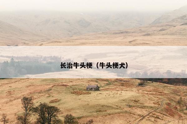 长治牛头梗(牛头梗犬)