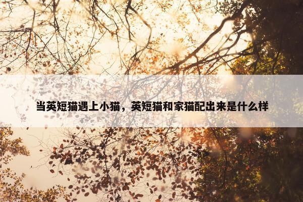 当英短猫遇上小猫,英短猫和家猫配出来是什么样