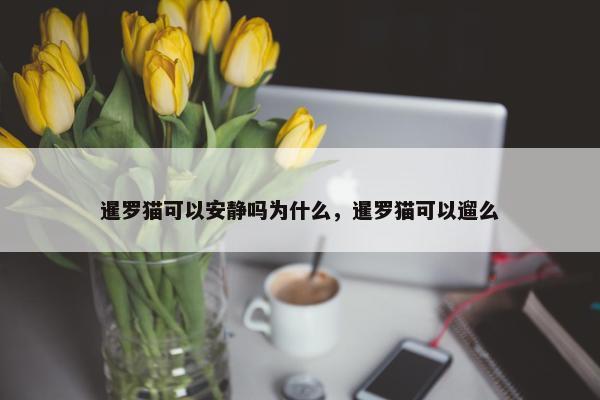 暹罗猫可以安静吗为什么,暹罗猫可以遛么