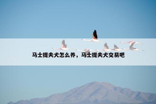 马士提夫犬怎么养,马士提夫犬交易吧