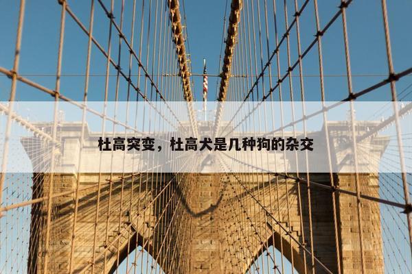 杜高突变,杜高犬是几种狗的杂交